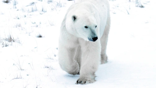 Финальная гонка