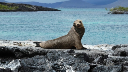 Леопард у дверей