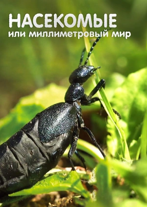 Насекомые или миллиметровый мир