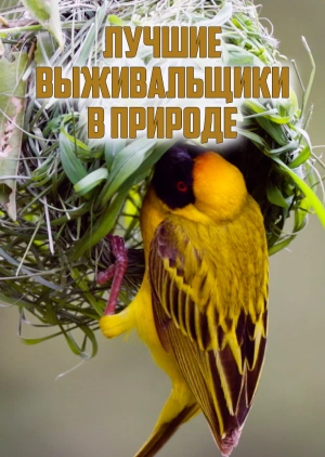 Лучшие выживальщики в природе