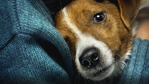 Ми, наші улюбленці та війна