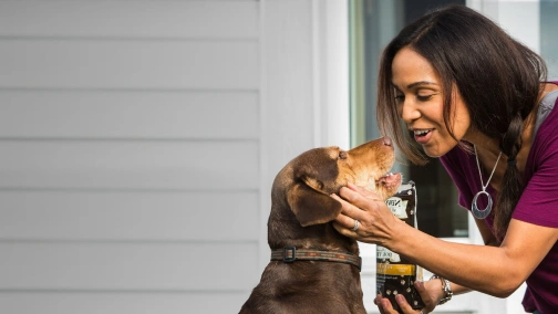 O psie, który wrócił do domu