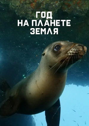 Год на планете Земля