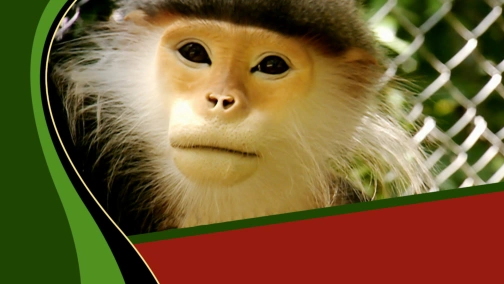 Боротьба за виживання